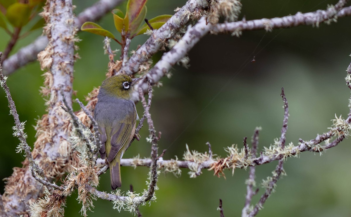 Silvereye - ML482434421