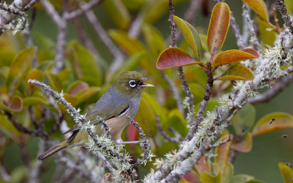 Silvereye - ML482434541