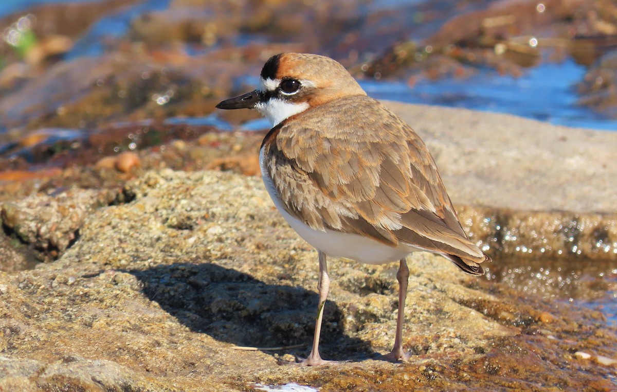 Collared Plover - Gonzalo Millacet