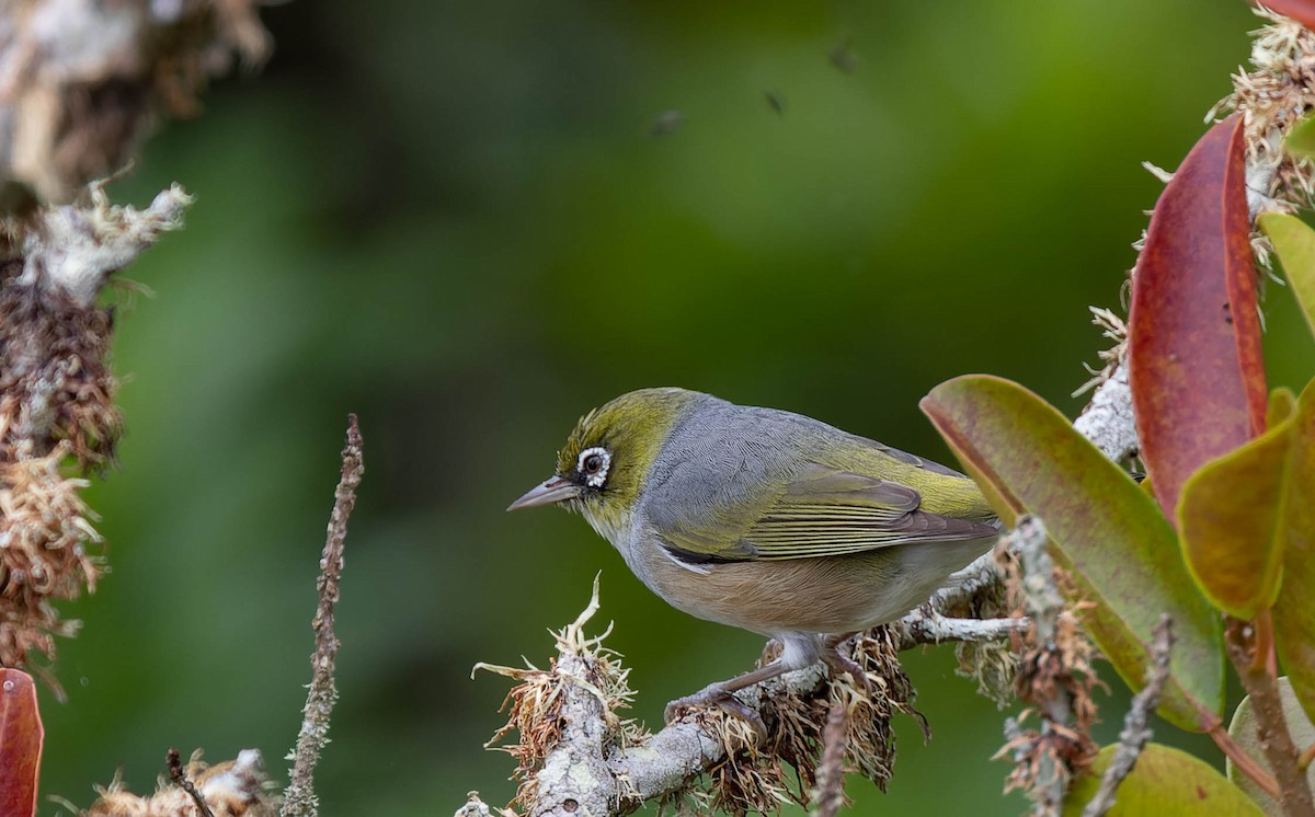 Silvereye - ML482434651