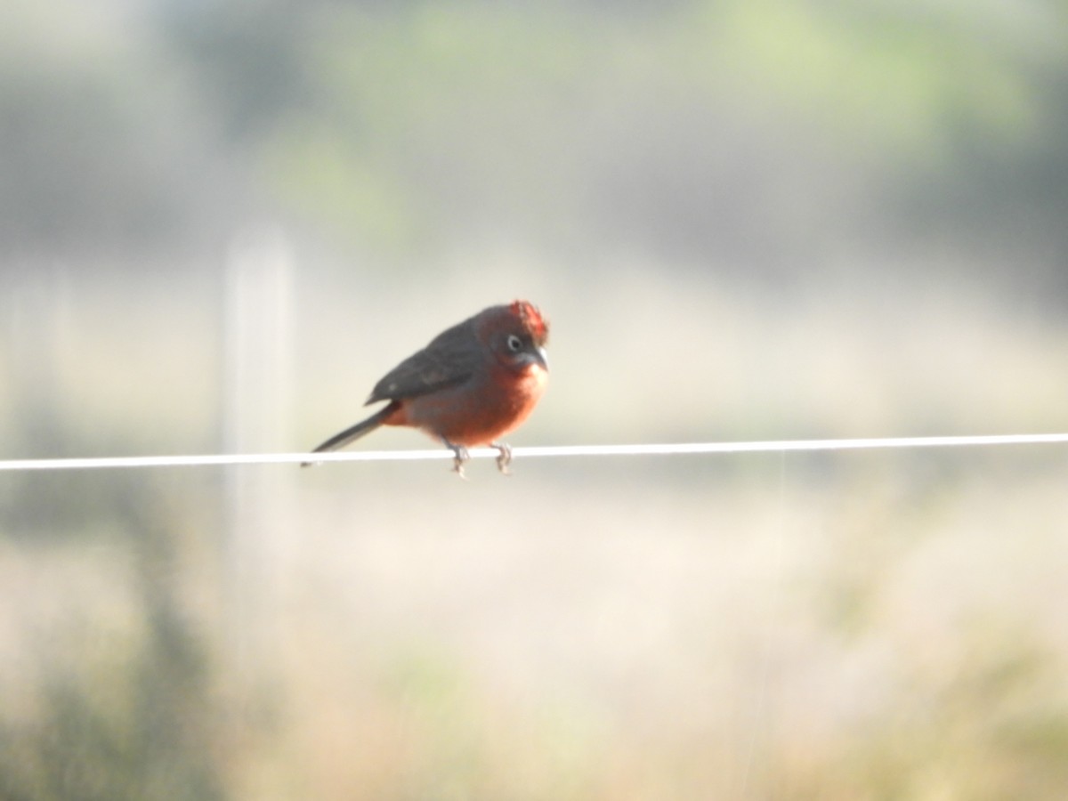 Red-crested Finch - ML482434821