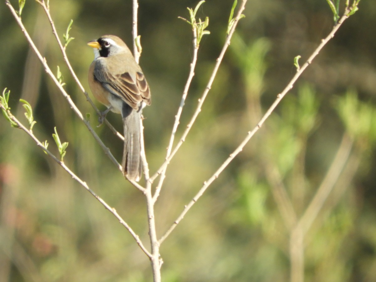 Many-colored Chaco Finch - Silvia Enggist