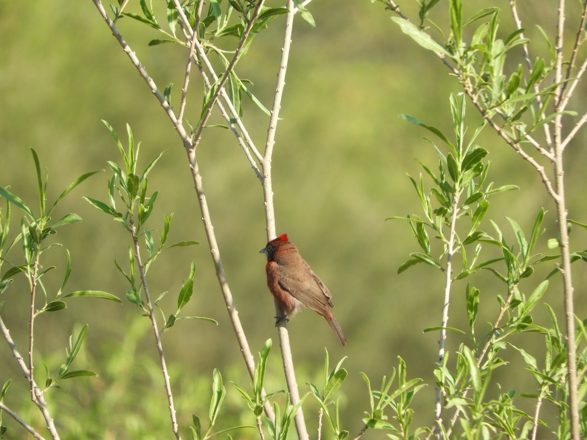 Red-crested Finch - Silvia Enggist