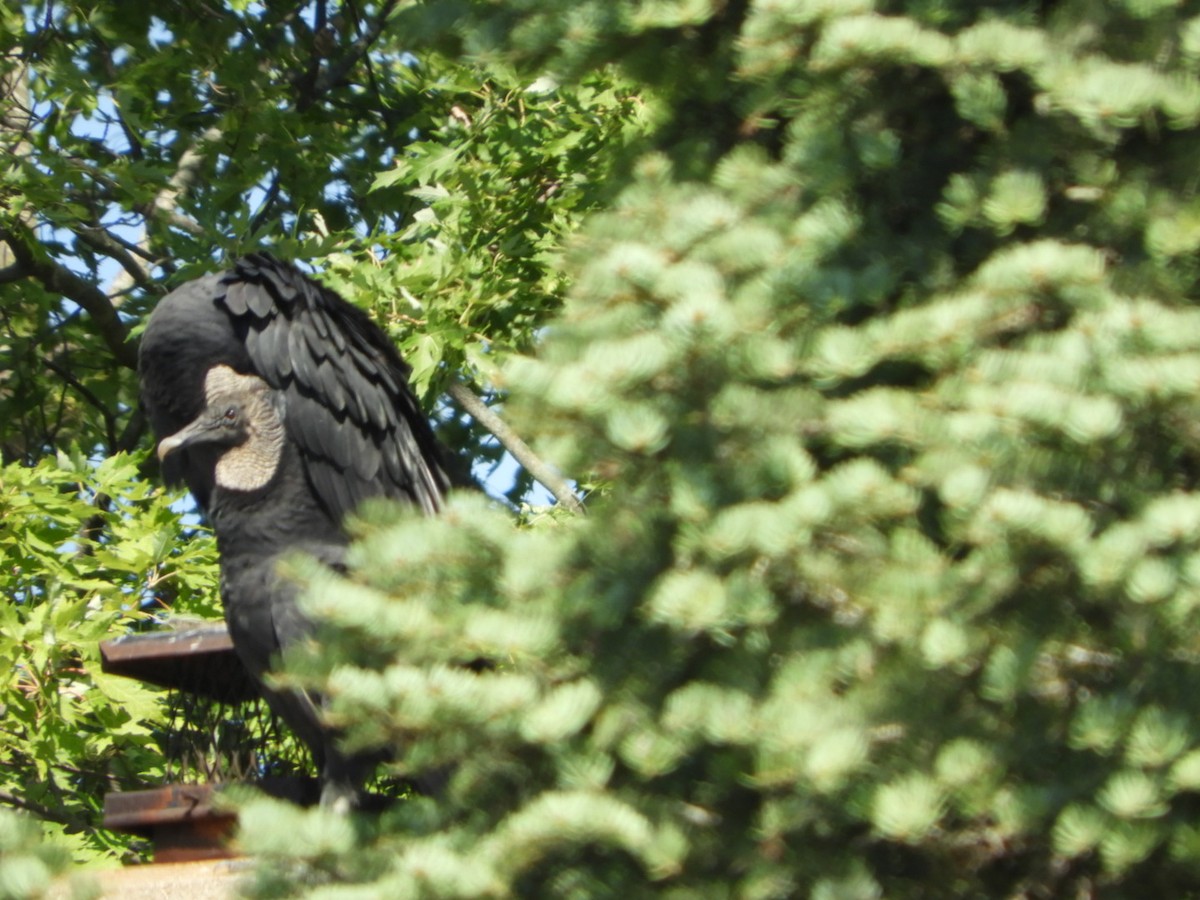 Black Vulture - ML482435691