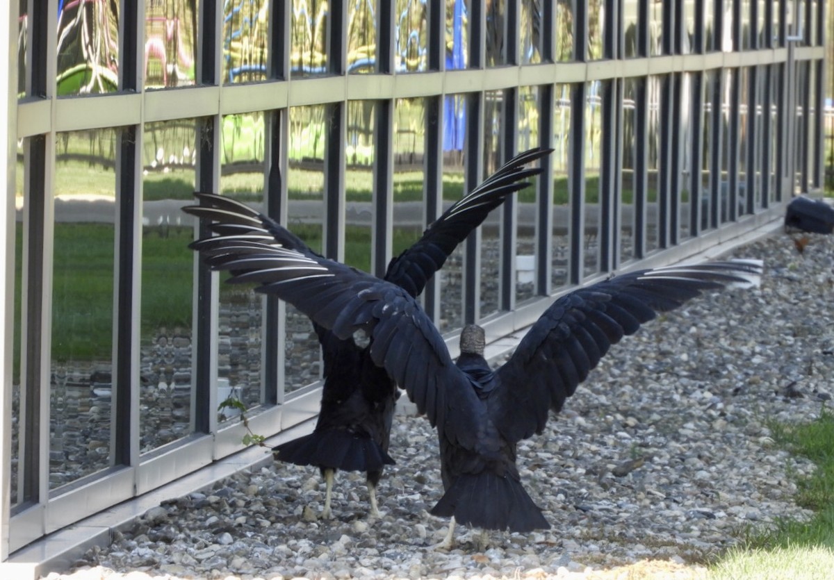 Black Vulture - Lois Rockhill