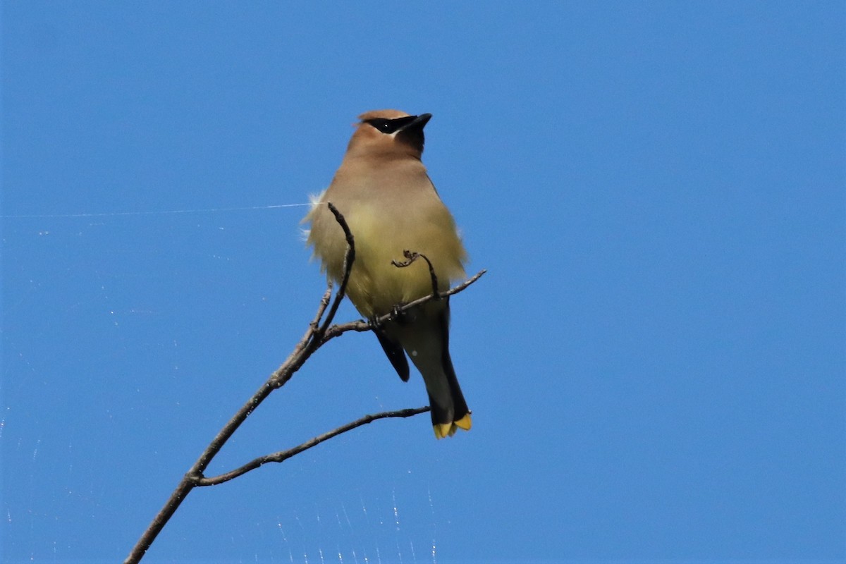 Cedar Waxwing - ML482436551