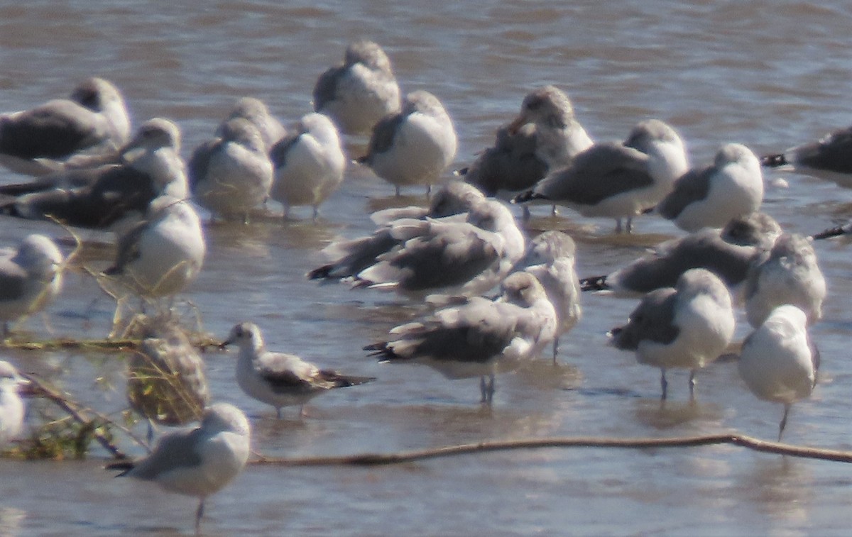 Bonaparte's Gull - ML482436561