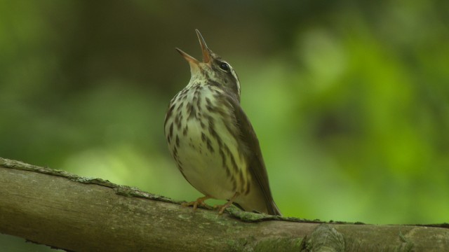 Louisiana Waterthrush - ML482437