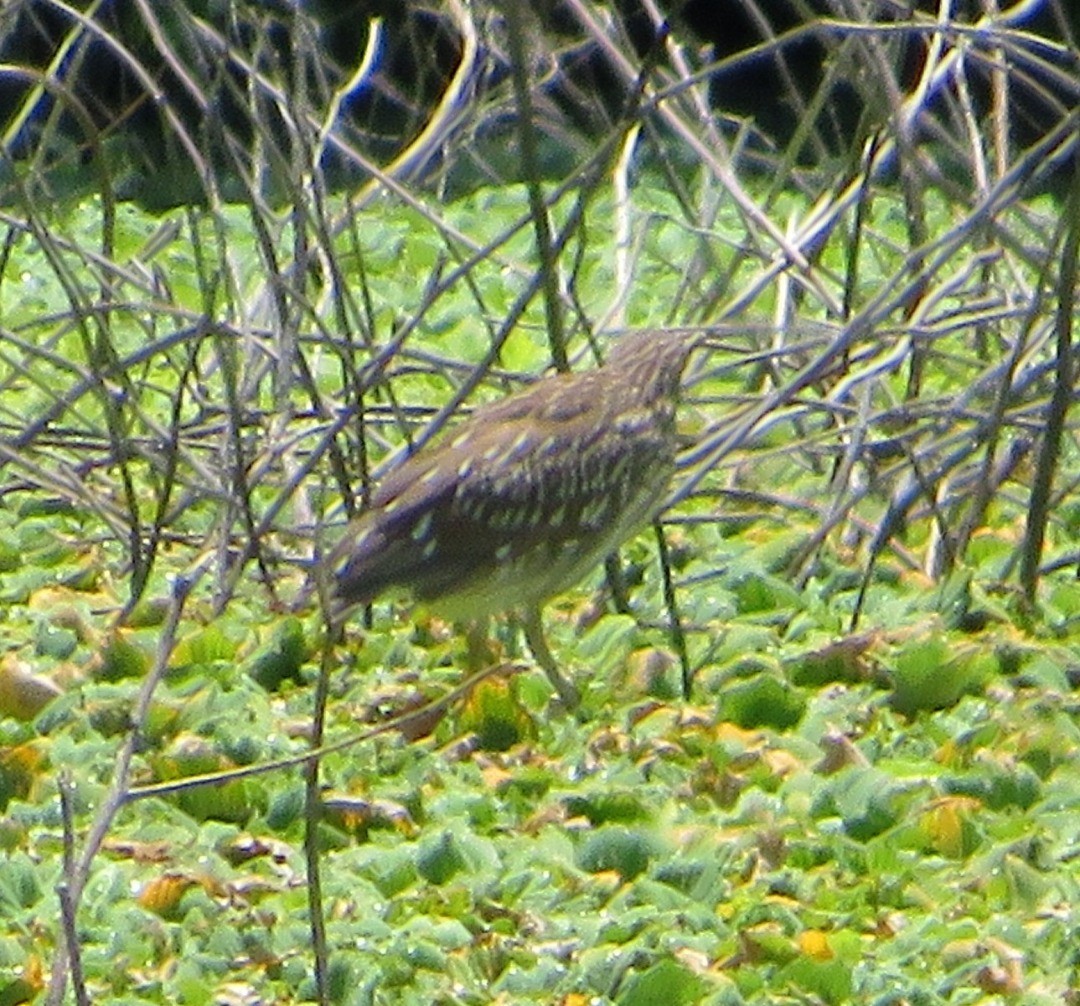 Black-crowned Night Heron - ML482439511