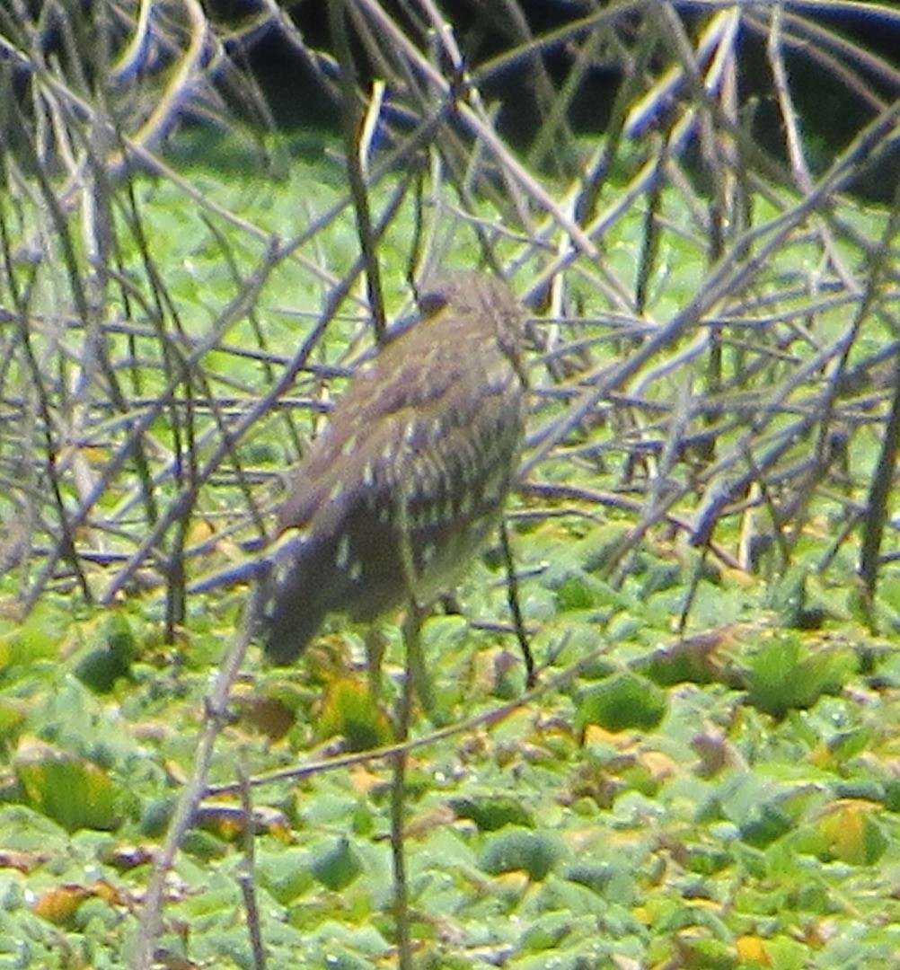 Black-crowned Night Heron - Alfredo Correa