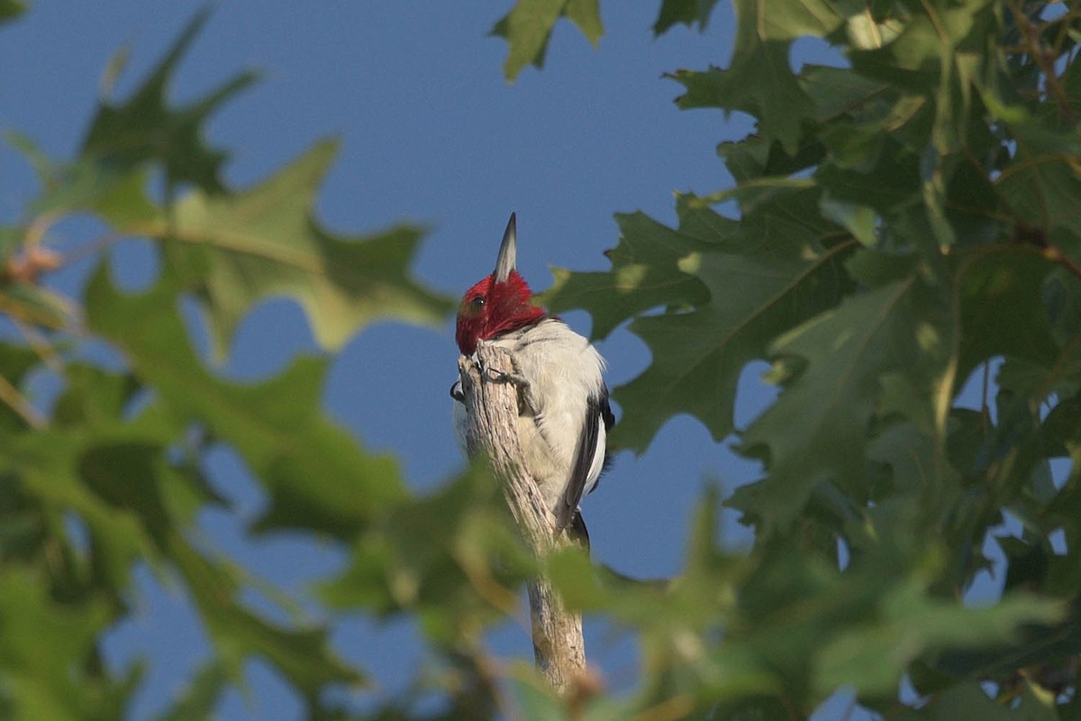 Red-headed Woodpecker - ML482440211