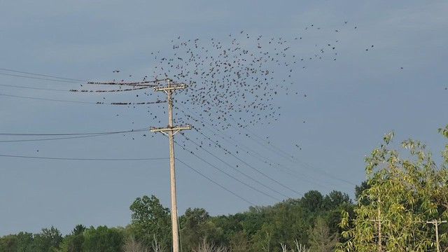 歐洲椋鳥 - ML482440471