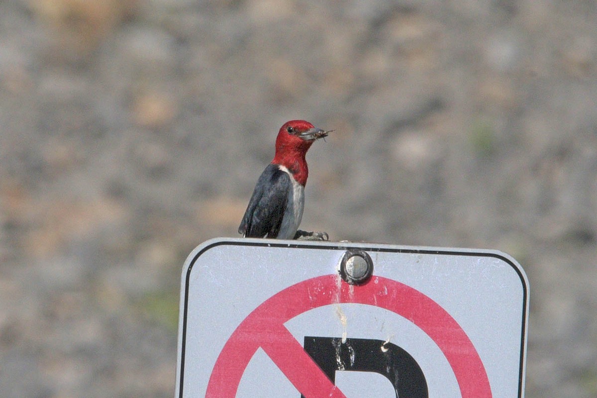 Red-headed Woodpecker - ML482440491