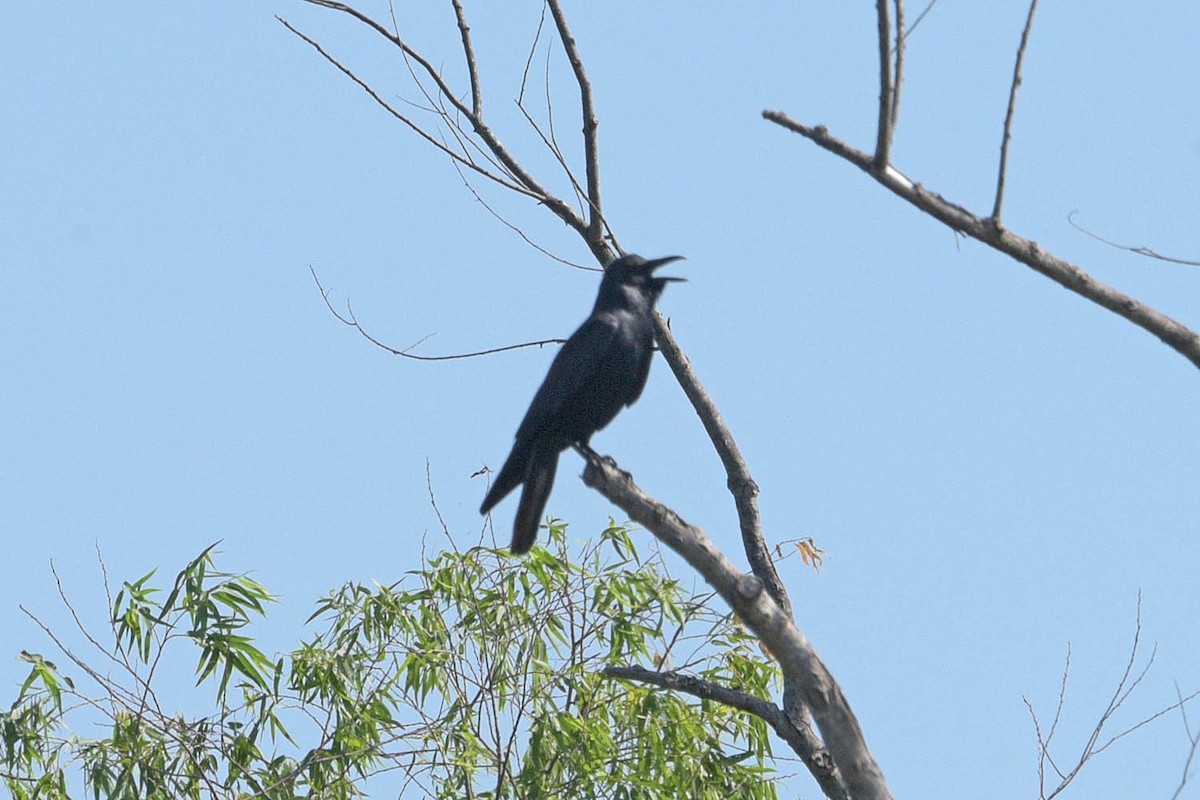 Cuervo Pescador - ML482440581