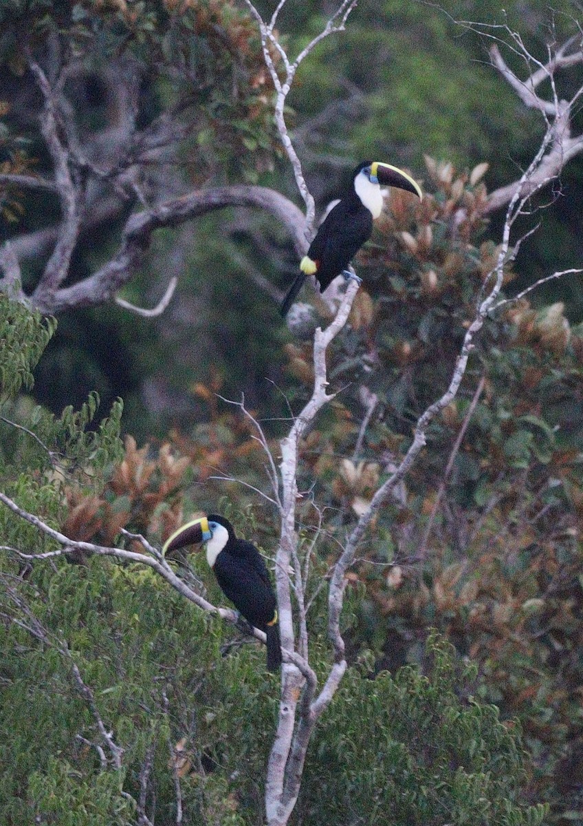 White-throated Toucan (Red-billed) - ML482440751