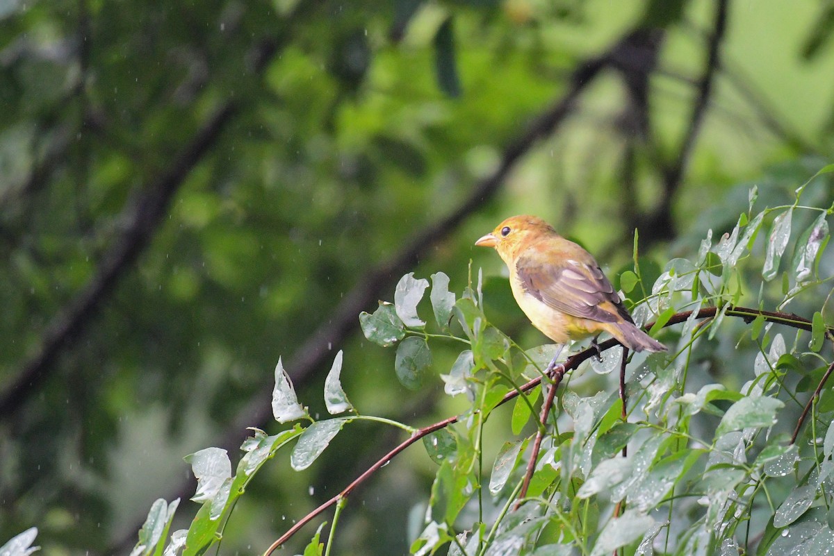 Scarlet Tanager - ML482441041