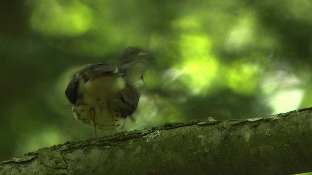 Louisiana Waterthrush - ML482444