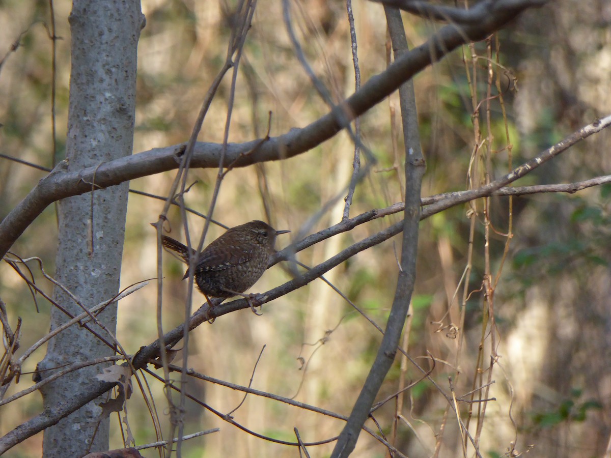 Winter Wren - ML48244461