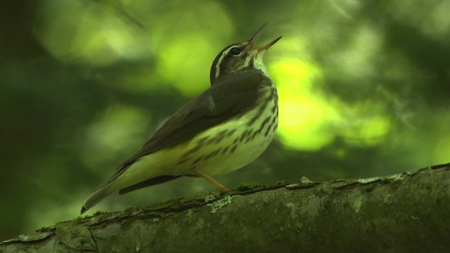 Louisiana Waterthrush - ML482445