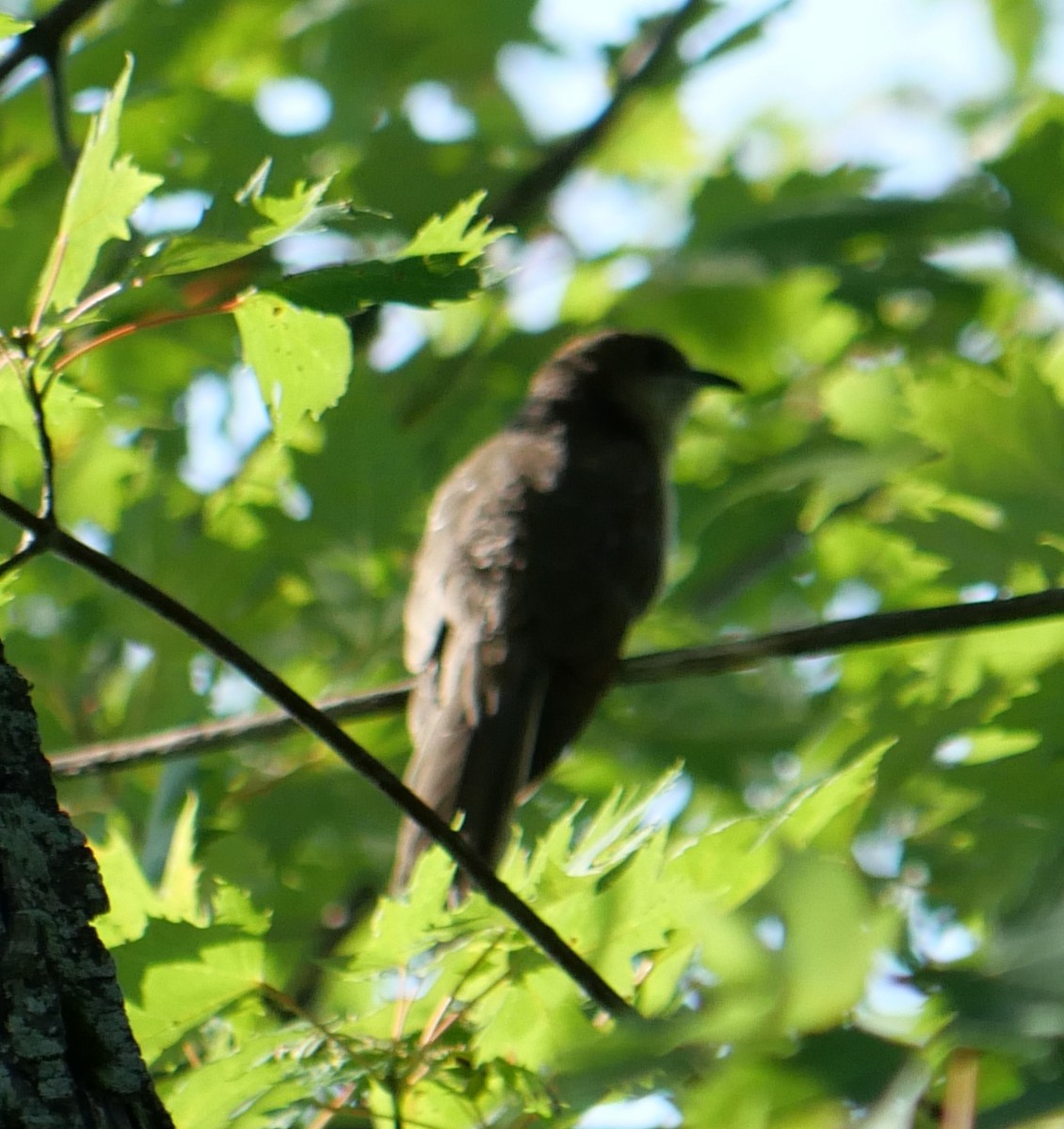 Black-billed Cuckoo - ML482445061