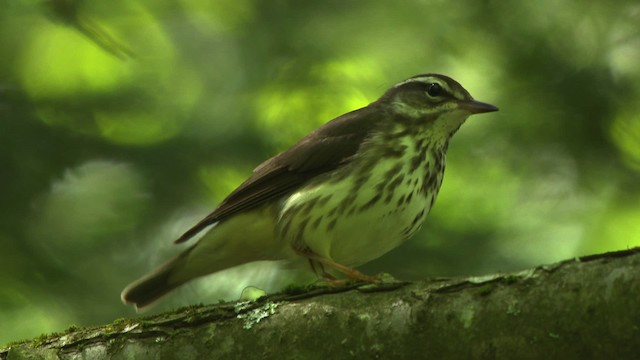 Louisiana Waterthrush - ML482446