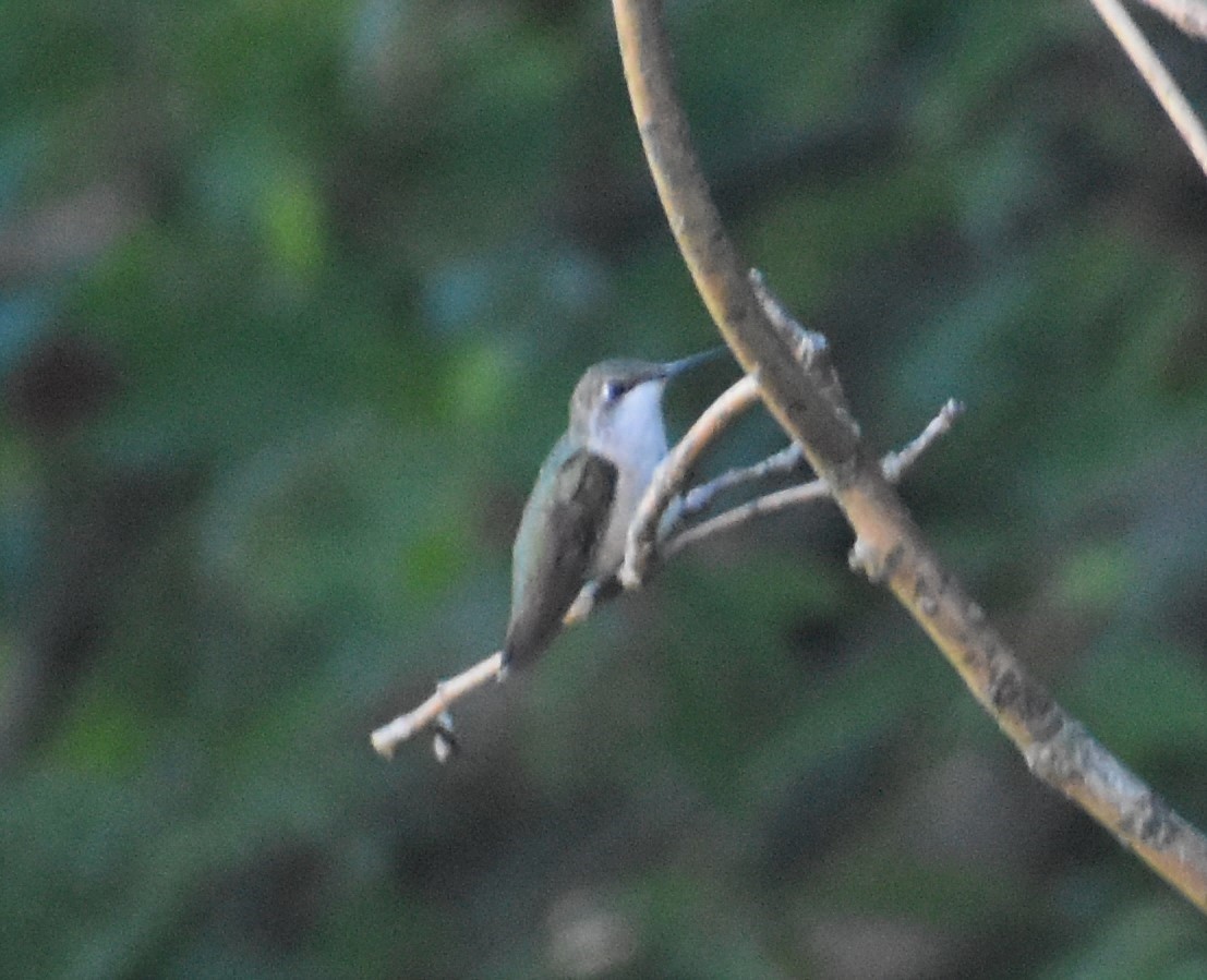Ruby-throated Hummingbird - ML482446241