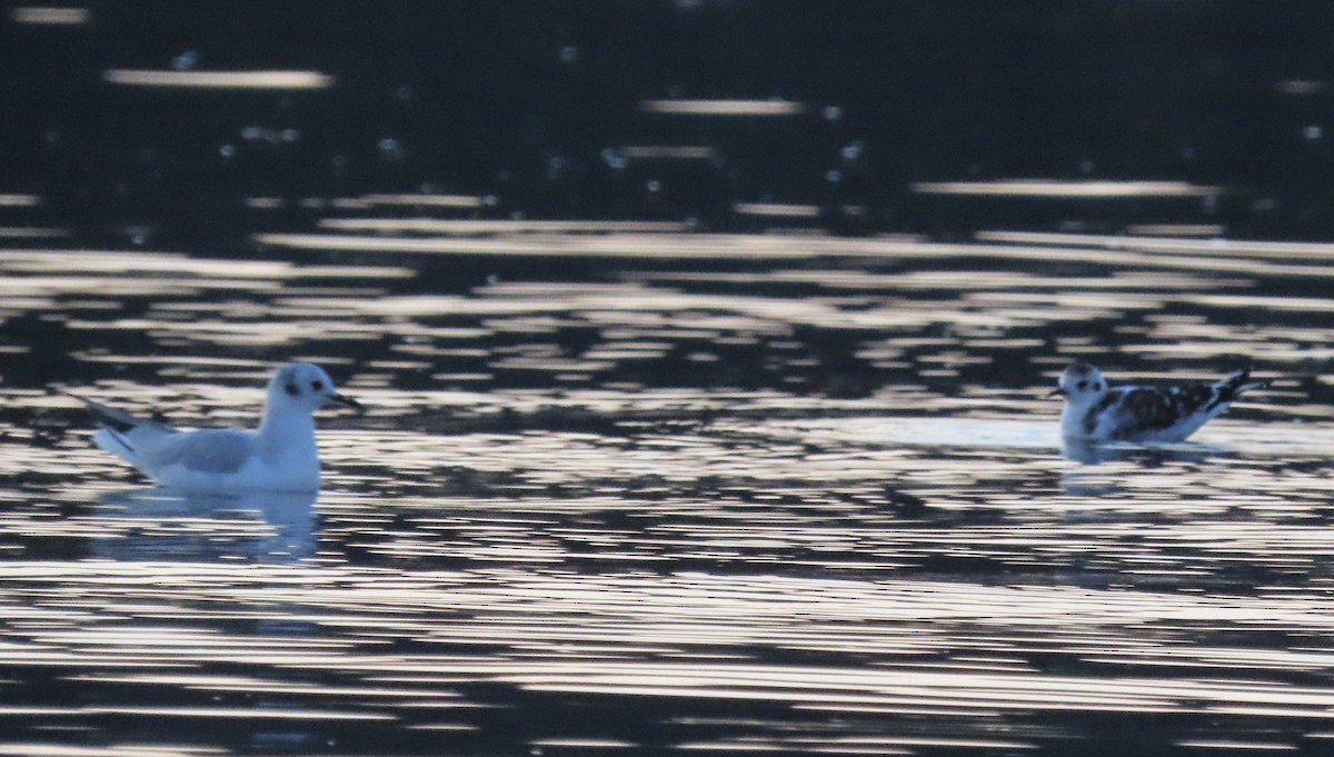 Little Gull - ML482446491