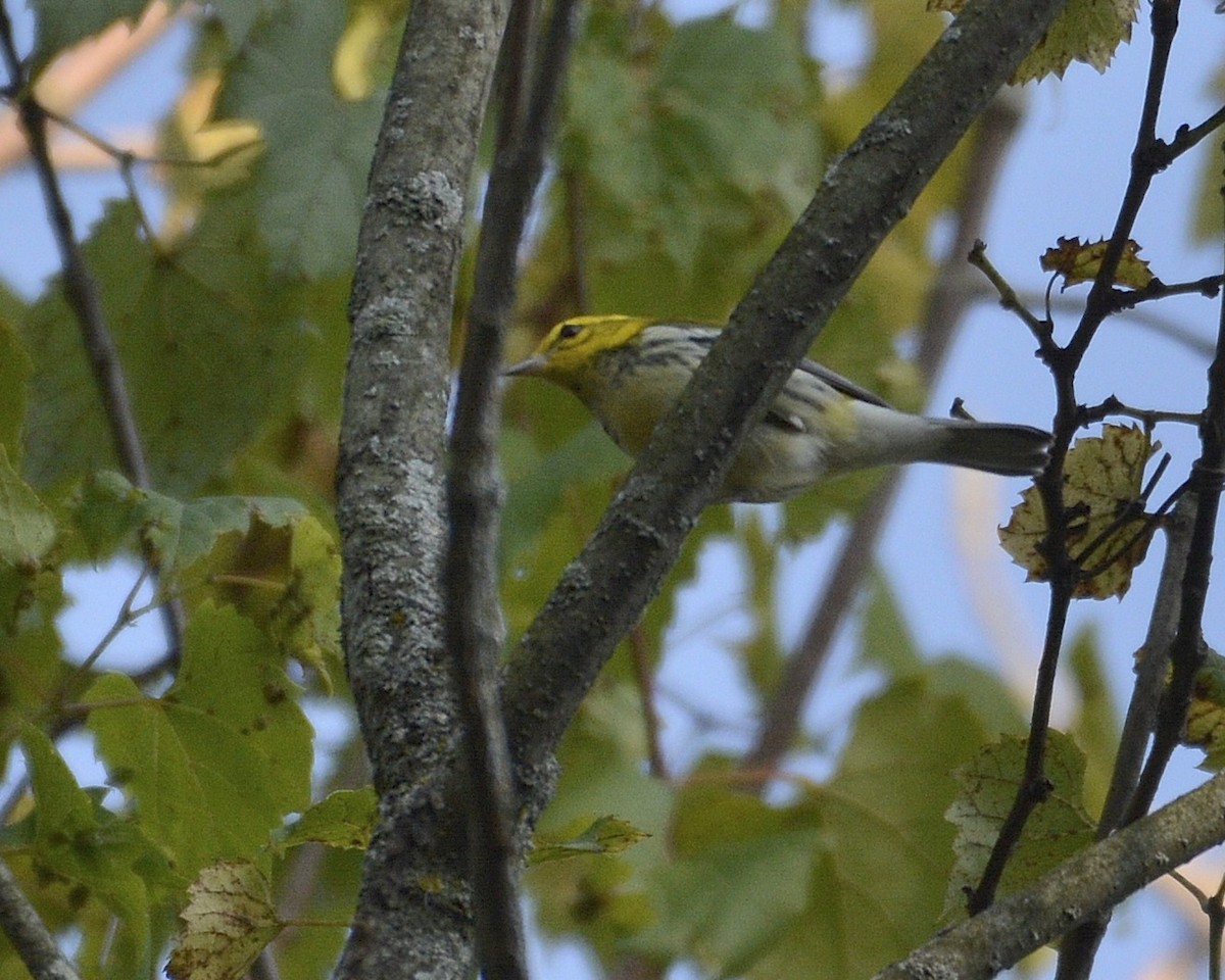 grønnparula - ML482446581