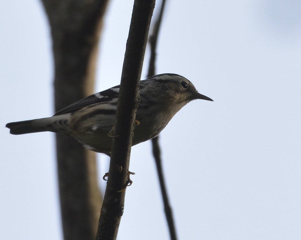 Black-and-white Warbler - ML482446921