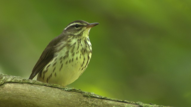Louisiana Waterthrush - ML482447