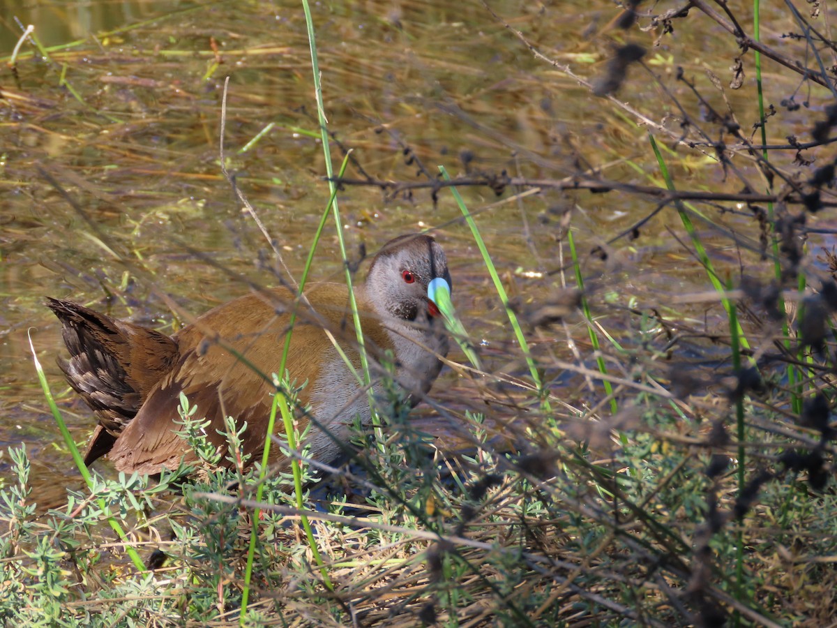 Plumbeous Rail - ML482447761