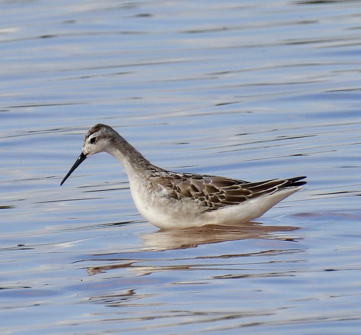 hvithalesvømmesnipe - ML482448281