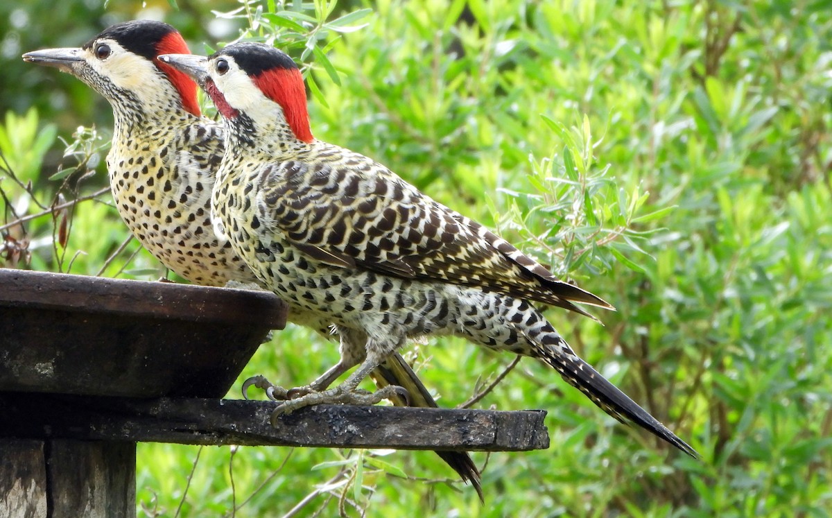 Green-barred Woodpecker - Christopher Rex Prevett