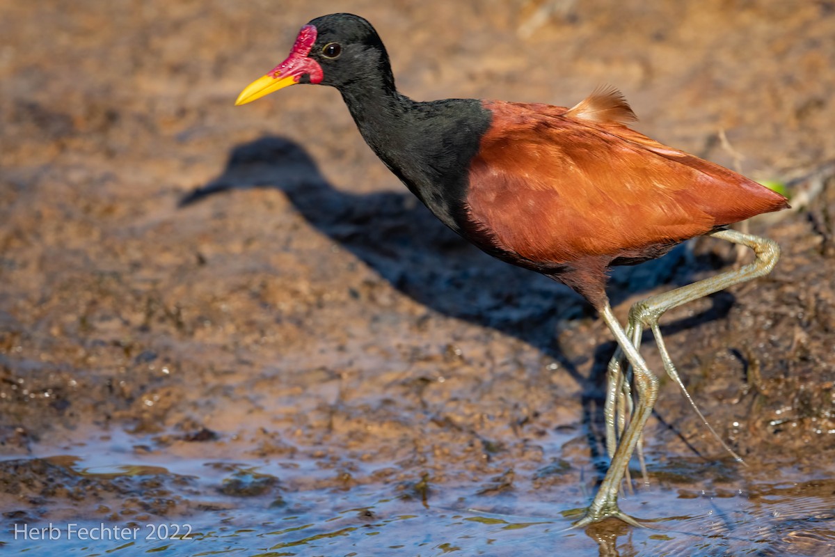 Wattled Jacana - ML482448491