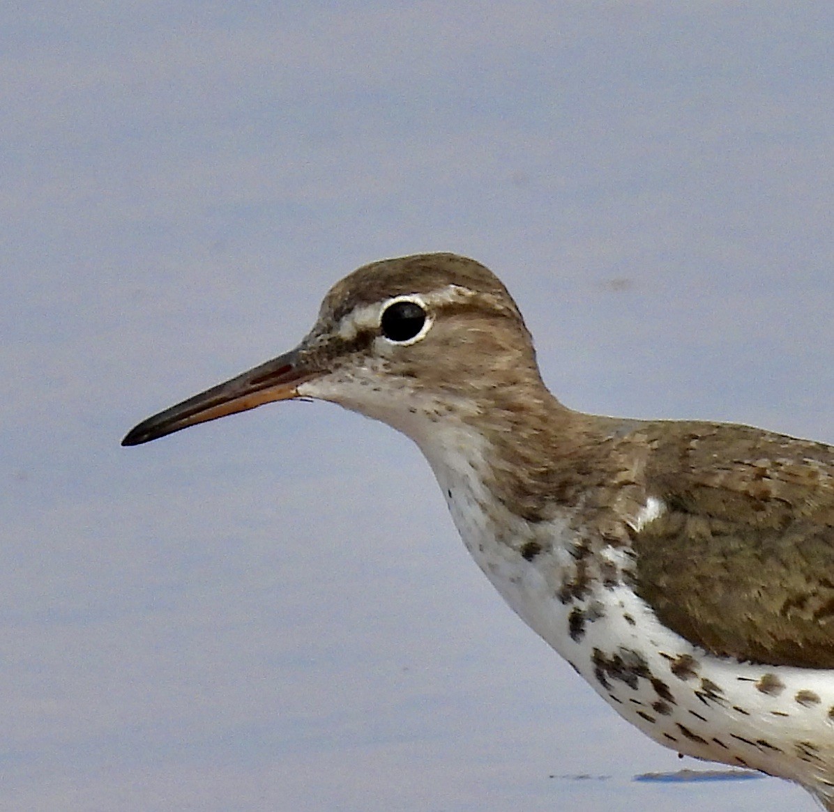 Spotted Sandpiper - Van Remsen