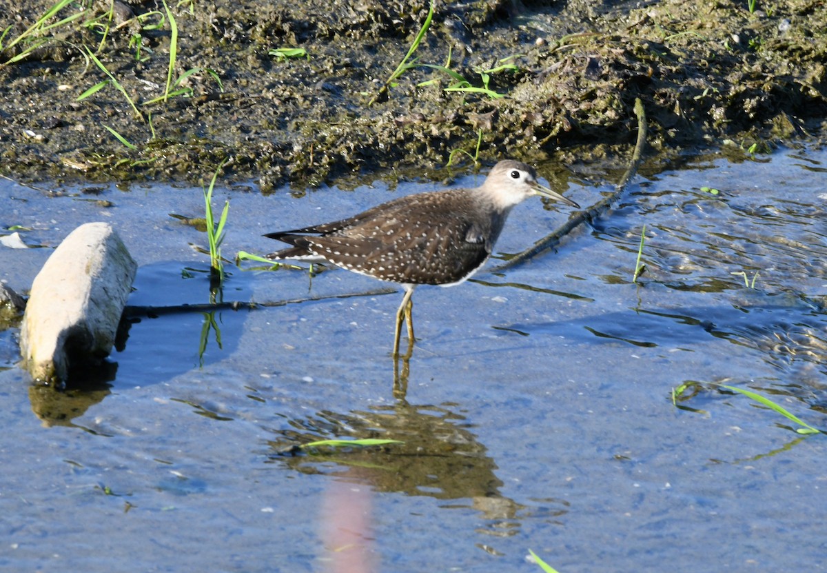 Solitary Sandpiper - ML482449341