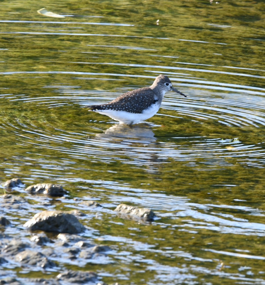 Solitary Sandpiper - Sarah Schmidt