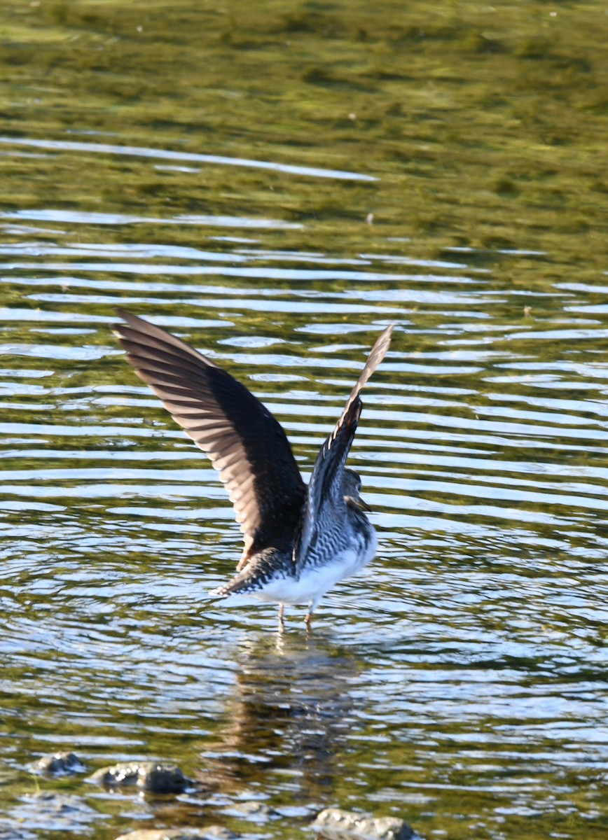 Solitary Sandpiper - ML482449411