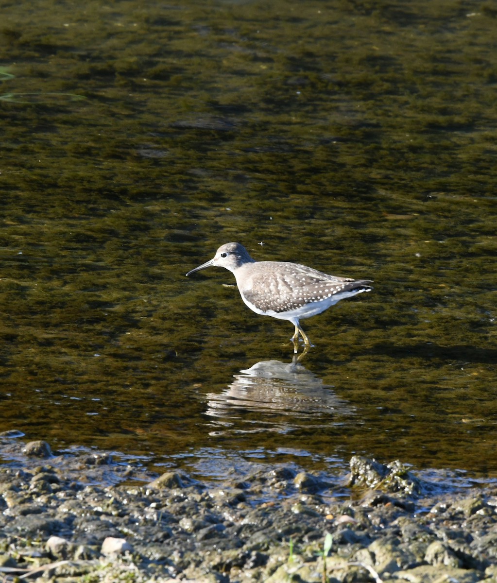 Solitary Sandpiper - Sarah Schmidt