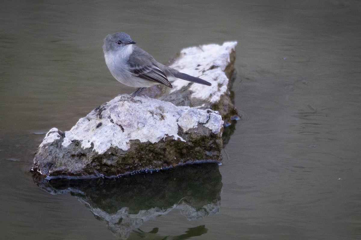 Sooty Tyrannulet - ML482450481