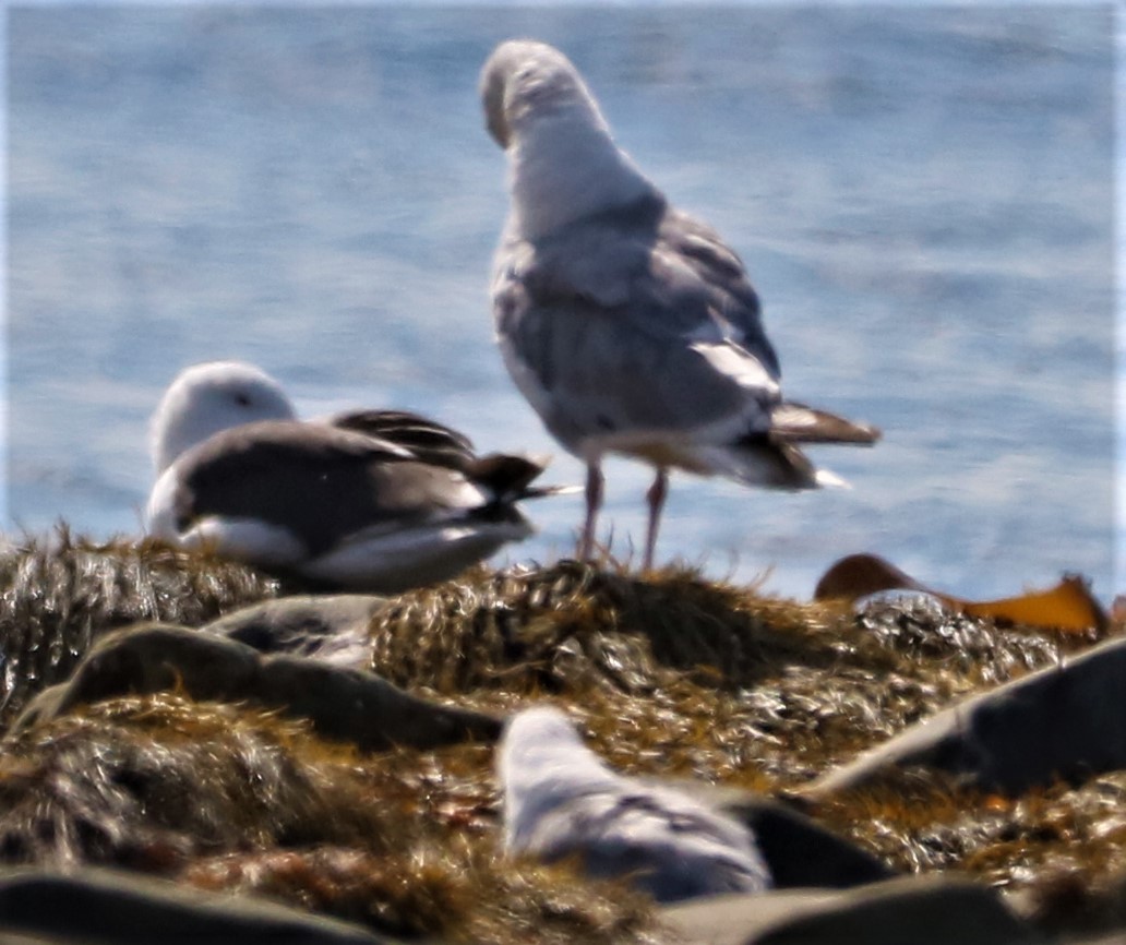 Great Black-backed Gull - Aldo Bertucci