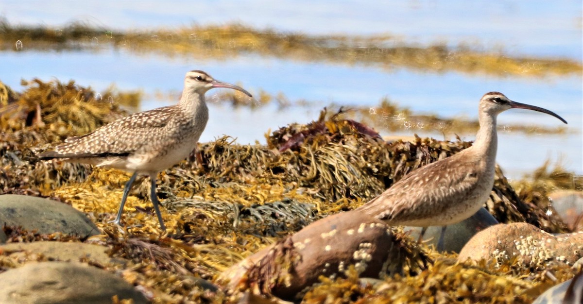 Whimbrel (Hudsonian) - Aldo Bertucci