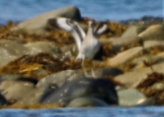 Willet (Eastern) - ML482451621