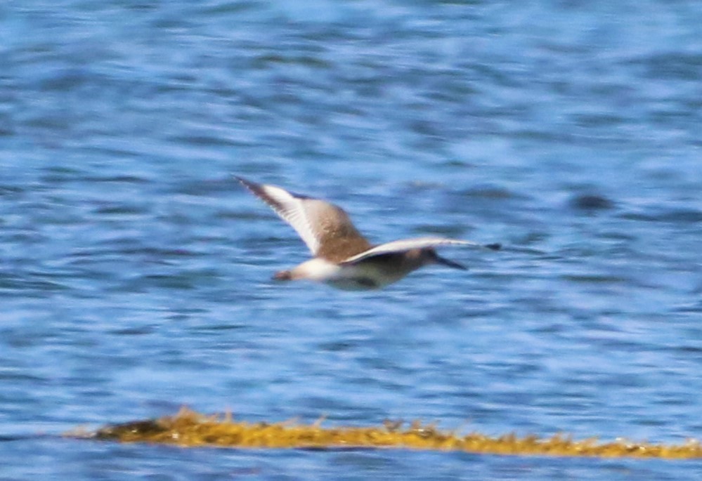 Willet (Eastern) - ML482451741