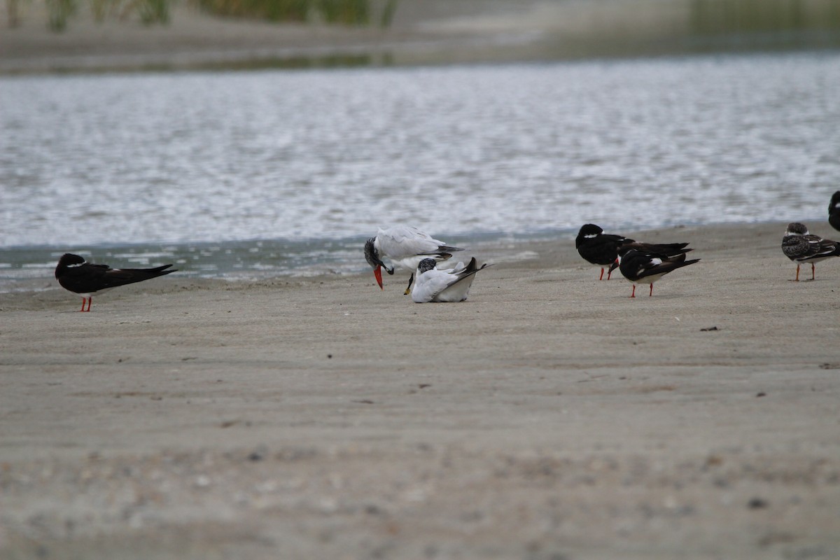 Caspian Tern - Gabriel Ricketts