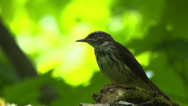 ミナミミズツグミ - ML482452