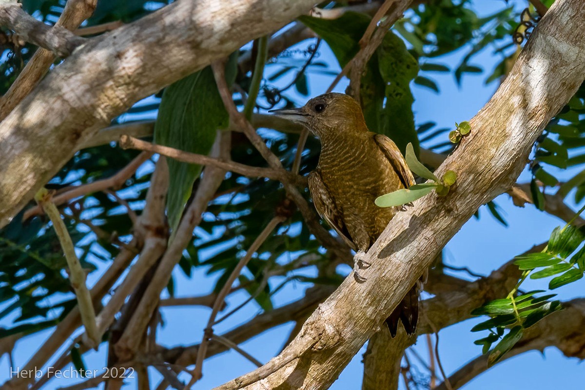 Little Woodpecker - ML482452161