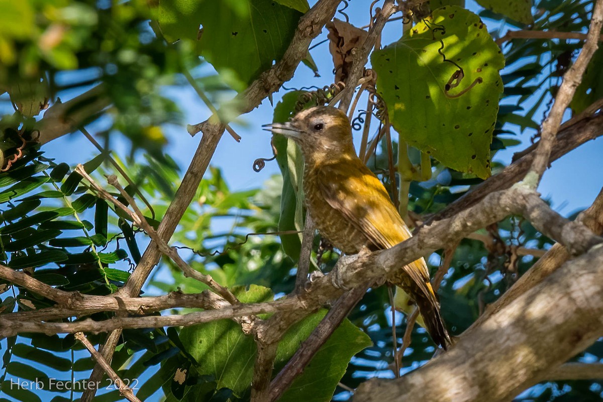 Little Woodpecker - ML482452171