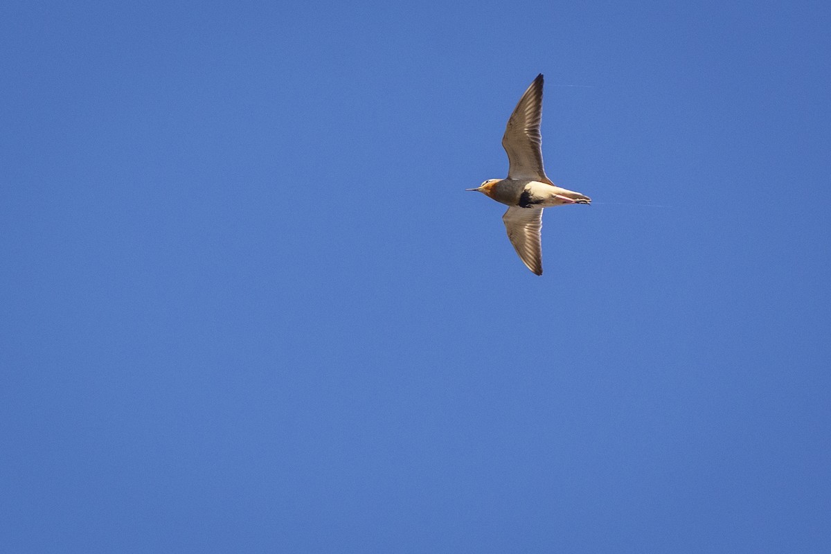 Tawny-throated Dotterel - ADRIAN GRILLI