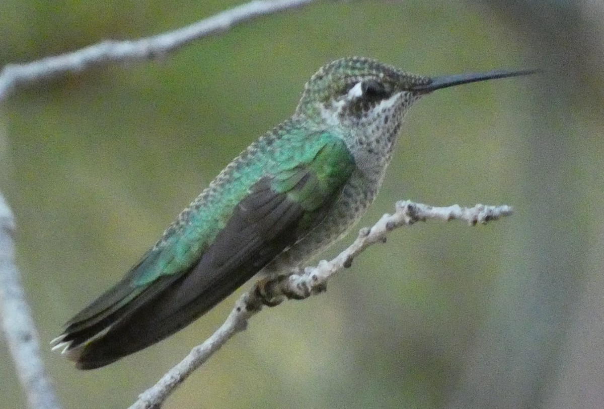 Rivoli's Hummingbird - ML482452941